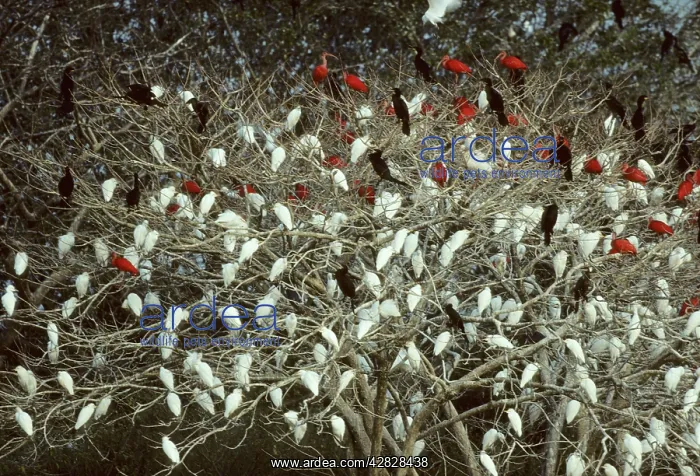 : Mixed Egret, Ibis and Cormorant Roost : Mixed Egret, Ibis and Cormorant Roost