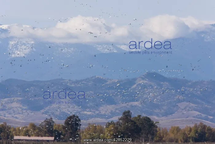 : Mixed flock in flight - Ross's Geese (Chen rossii) : Mixed flock in flight - Ross's Geese (Chen rossii)