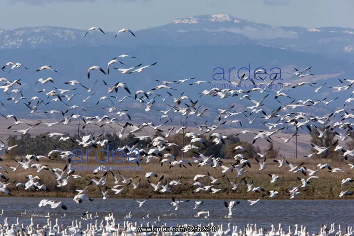 : Mixed flock in flight - Ross's Geese and Snow Geese : Mixed flock in flight - Ross's Geese and Snow Geese