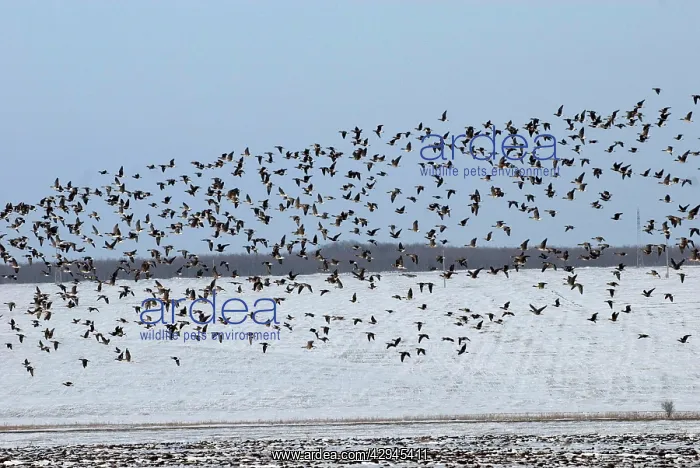: Mixed flock of Red-Breasted and White-fronted geese : Mixed flock of Red-Breasted and White-fronted geese