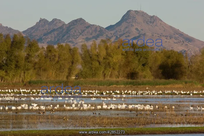 : Mixed flock of Ross's Geese and Snow Geese (Chen : Mixed flock of Ross's Geese and Snow Geese (Chen