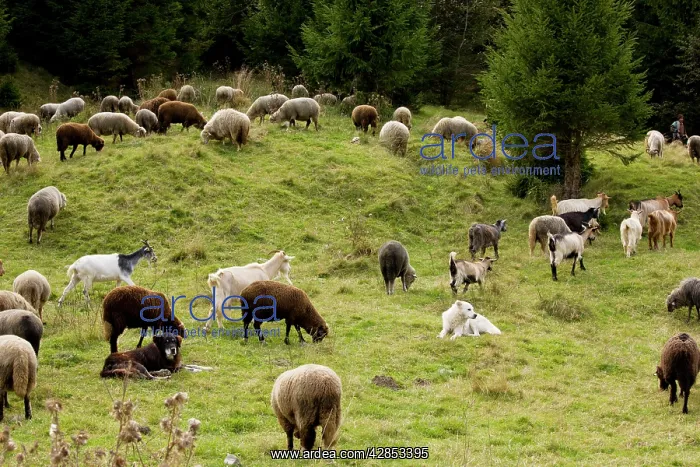 : Mixed flock of sheep and goats with guard / sheep dogs : Mixed flock of sheep and goats with guard / sheep dogs