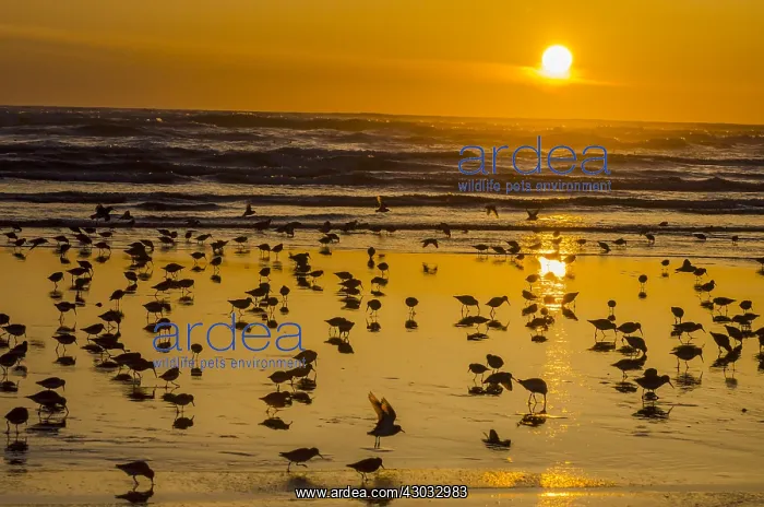 : Mixed flock of shorebirds--mostly dunlins and western : Mixed flock of shorebirds--mostly dunlins and western