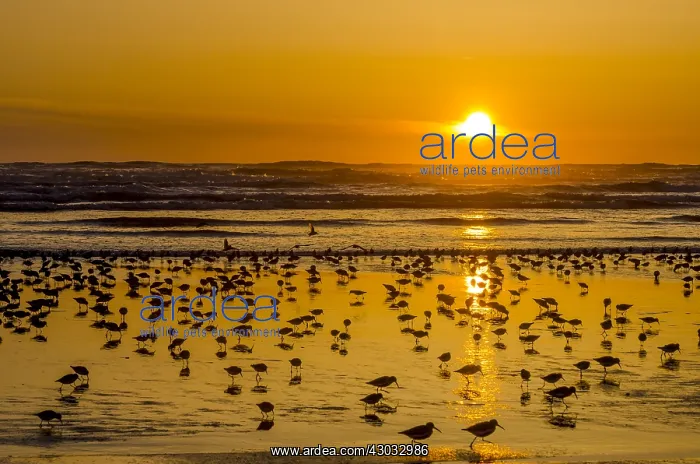 : Mixed flock of shorebirds--mostly dunlins and western : Mixed flock of shorebirds--mostly dunlins and western
