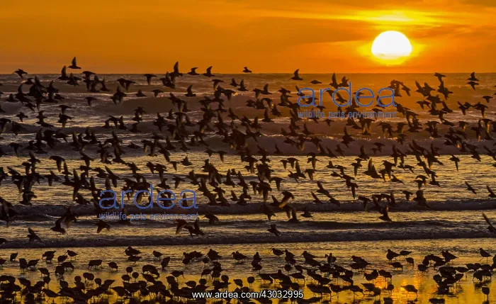 : Mixed flock of shorebirds--mostly dunlins and western : Mixed flock of shorebirds--mostly dunlins and western