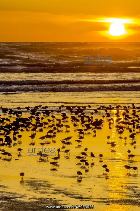  : Mixed flock of shorebirds--mostly dunlins and western