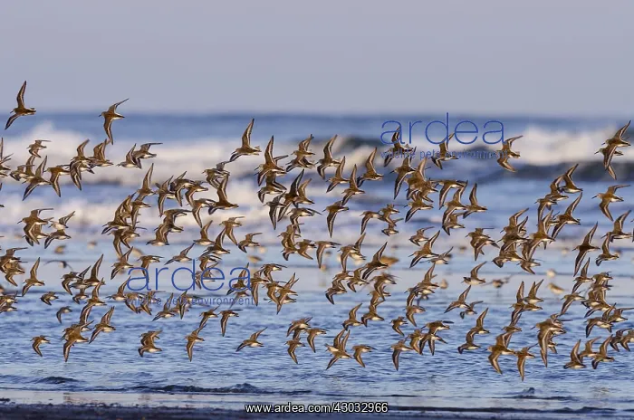 : Mixed flock of shorebirds--mostly western sandpipers--flying : Mixed flock of shorebirds--mostly western sandpipers--flying