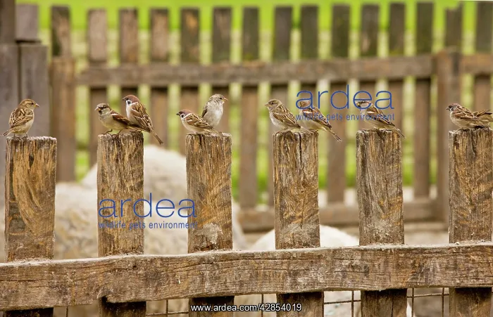 : Mixed flock of Tree Sparrows and House Sparrows on fence : Mixed flock of Tree Sparrows and House Sparrows on fence