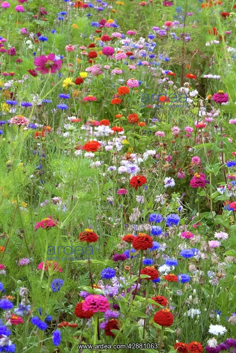  : Mixed flowers in meadow