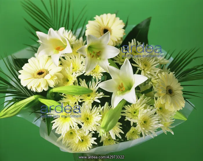 : Mixed flowers in a wrap : Mixed flowers in a wrap