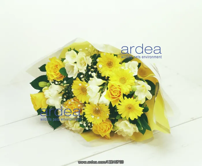 : Mixed flowers in a wrap : Mixed flowers in a wrap