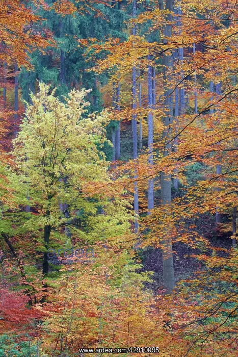 : Mixed Forest - autumn : Mixed Forest - autumn