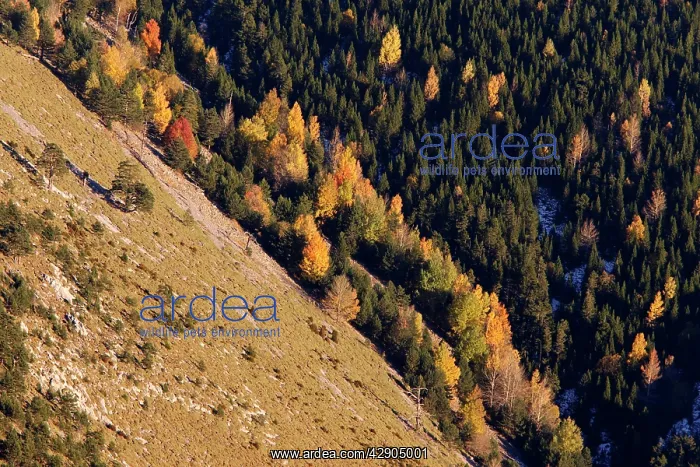 : Mixed forest - in Autumn with Pine Poplar & Beech : Mixed forest - in Autumn with Pine Poplar & Beech