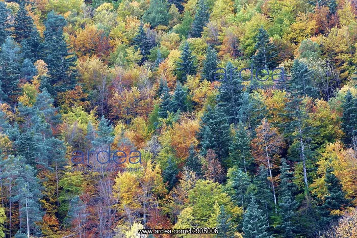 : Mixed forest - in Autumn with Pine Poplar & Beech : Mixed forest - in Autumn with Pine Poplar & Beech