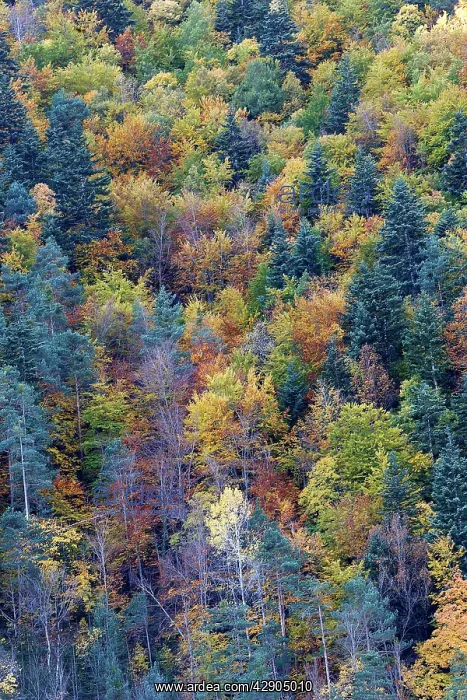 : Mixed forest - in Autumn with Pine Poplar & Beech : Mixed forest - in Autumn with Pine Poplar & Beech