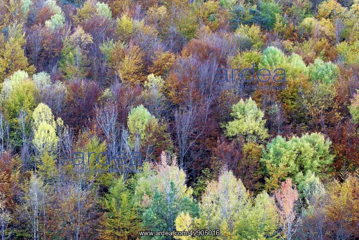 : Mixed forest - in Autumn with Pine Poplar & Beech : Mixed forest - in Autumn with Pine Poplar & Beech