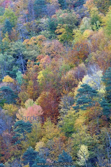 : Mixed forest - in Autumn with Pine Poplar & Beech : Mixed forest - in Autumn with Pine Poplar & Beech