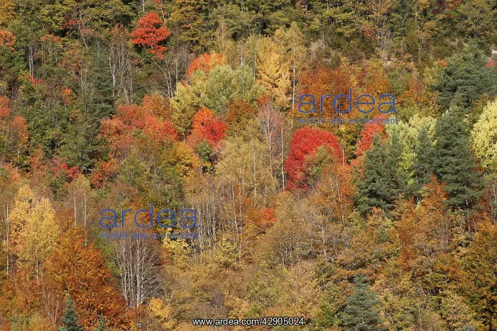 : Mixed forest - in Autumn with Pine Poplar & Beech : Mixed forest - in Autumn with Pine Poplar & Beech