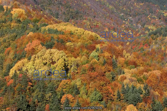  : Mixed forest - in Autumn with Pine Poplar Oak Lime