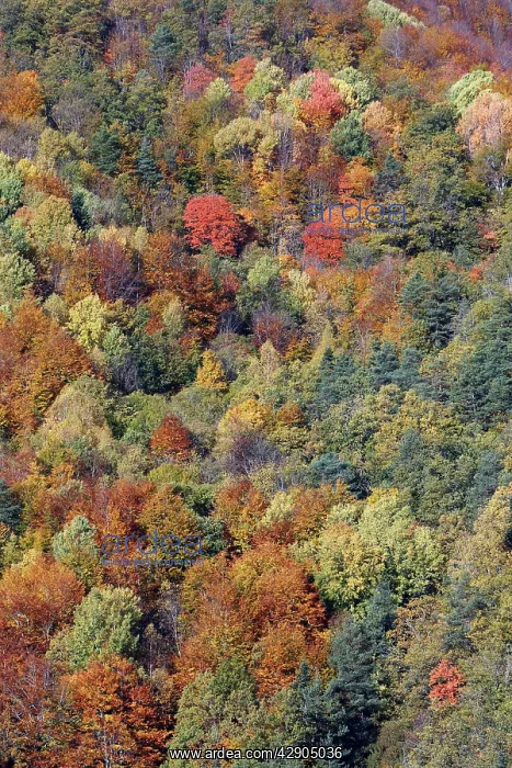 : Mixed forest - in Autumn with Pine Poplar Oak Lime : Mixed forest - in Autumn with Pine Poplar Oak Lime