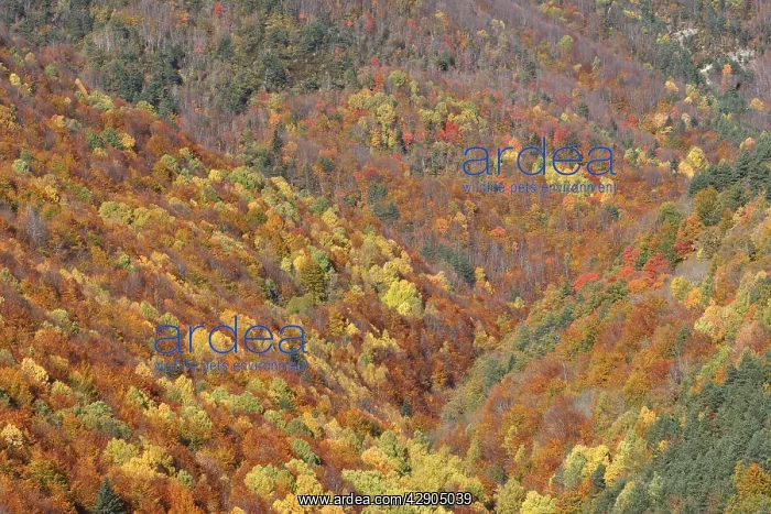 : Mixed forest - in Autumn with Pine Poplar Oak Lime : Mixed forest - in Autumn with Pine Poplar Oak Lime