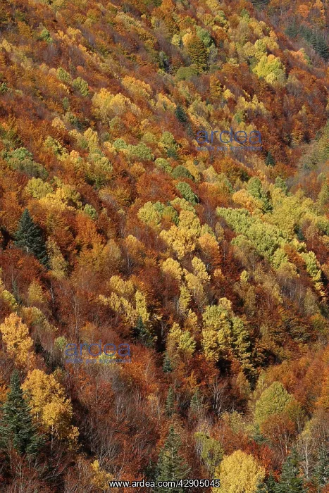 : Mixed forest - in Autumn with Pine Poplar Oak Lime : Mixed forest - in Autumn with Pine Poplar Oak Lime