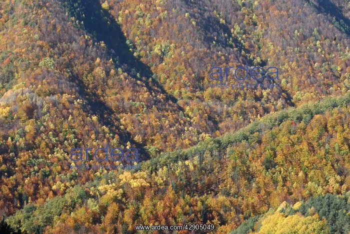 : Mixed forest - in Autumn with Pine Poplar Oak Lime : Mixed forest - in Autumn with Pine Poplar Oak Lime