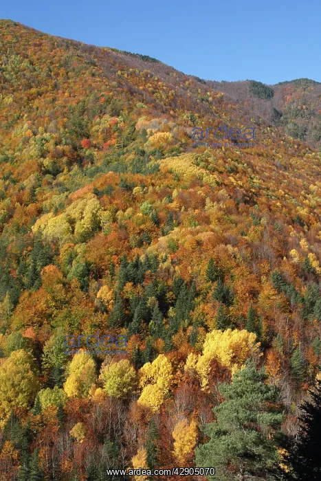 : Mixed forest - in Autumn with Pine Poplar Oak Lime : Mixed forest - in Autumn with Pine Poplar Oak Lime