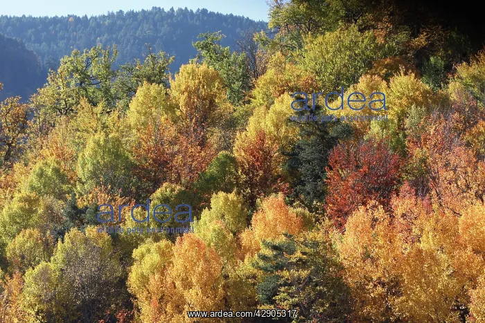  : Mixed forest - in Autumn with Pine Poplar Oak Lime