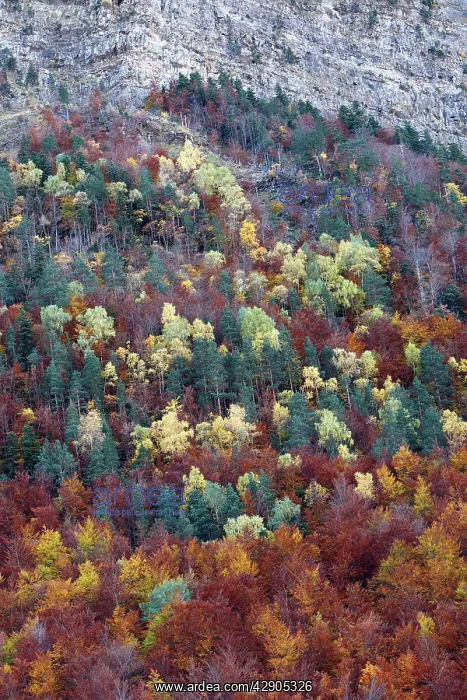 : Mixed forest - in Autumn with Pine Poplar Oak Lime : Mixed forest - in Autumn with Pine Poplar Oak Lime