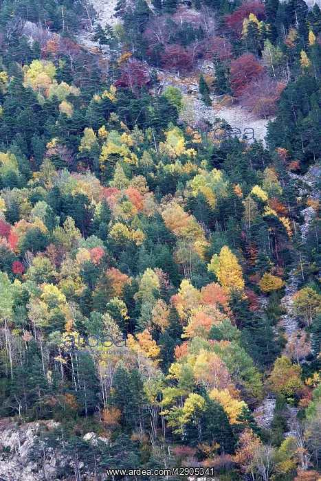 : Mixed forest - in Autumn with Pine Poplar Oak Lime : Mixed forest - in Autumn with Pine Poplar Oak Lime