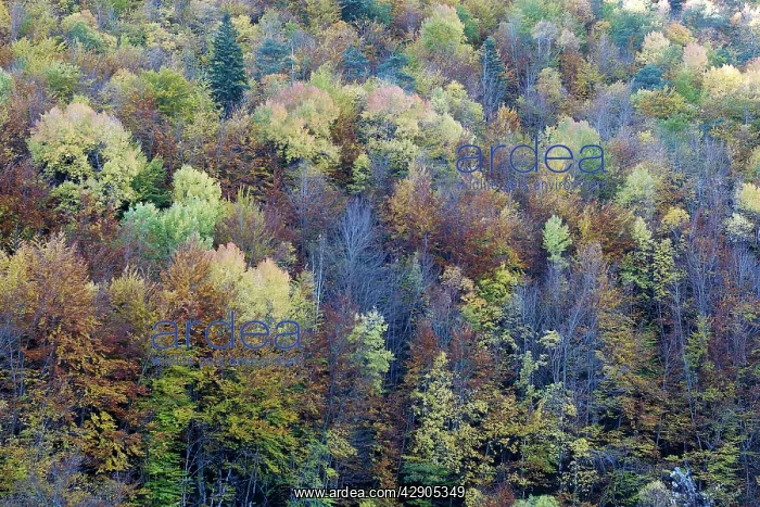 : Mixed forest - in Autumn with Pine Poplar Oak Lime : Mixed forest - in Autumn with Pine Poplar Oak Lime