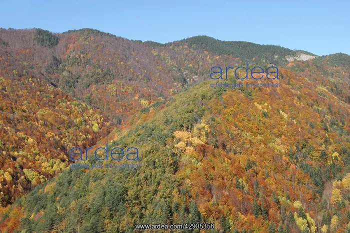 : Mixed forest - in Autumn with Pine Poplar Oak Lime : Mixed forest - in Autumn with Pine Poplar Oak Lime