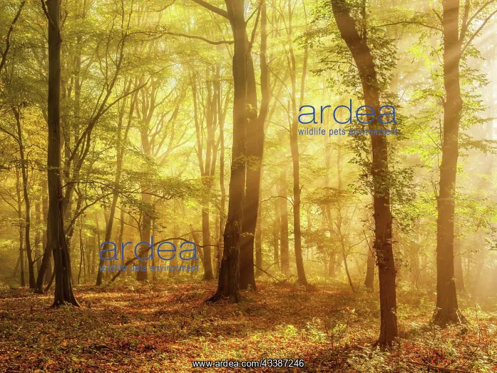 : Mixed forest of hornbeams and copper beeches in : Mixed forest of hornbeams and copper beeches in