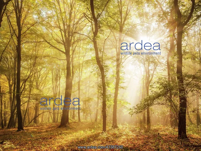 : Mixed forest of hornbeams and copper beeches in : Mixed forest of hornbeams and copper beeches in