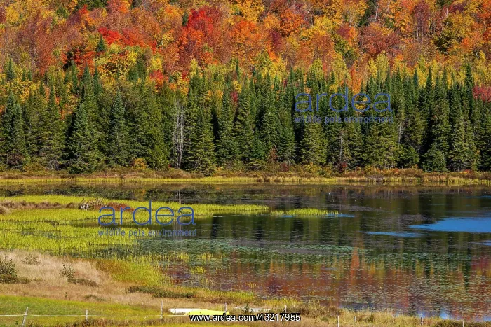 : Mixed forest, lake, Eastern Townships, South Bolton : Mixed forest, lake, Eastern Townships, South Bolton