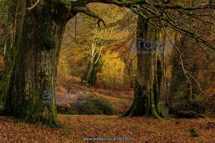 : Mixed grazed Beech and oak woodland in autumn in : Mixed grazed Beech and oak woodland in autumn in