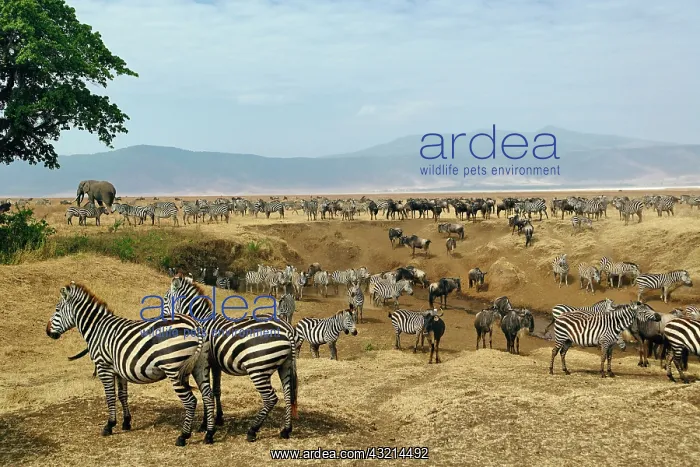 : Mixed herd of Burchell's Zebra, Equus burchellii : Mixed herd of Burchell's Zebra, Equus burchellii