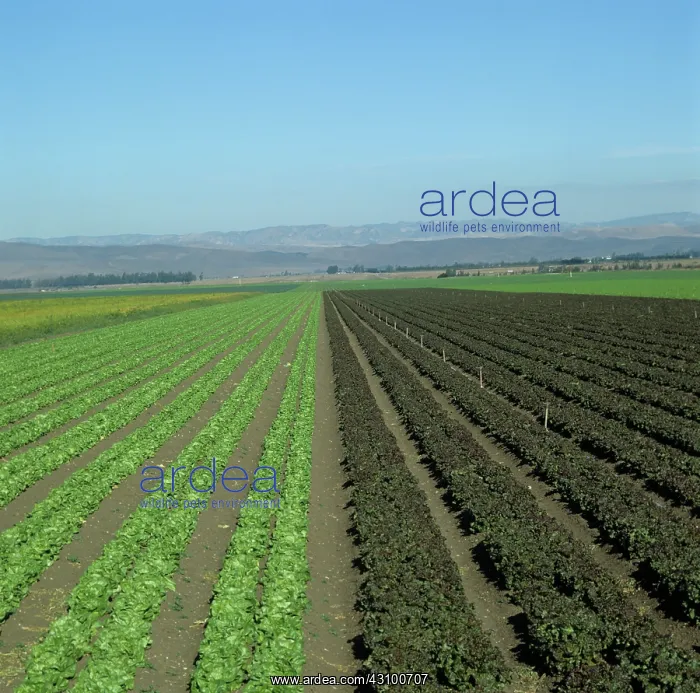 : Mixed lettuce crop : Mixed lettuce crop