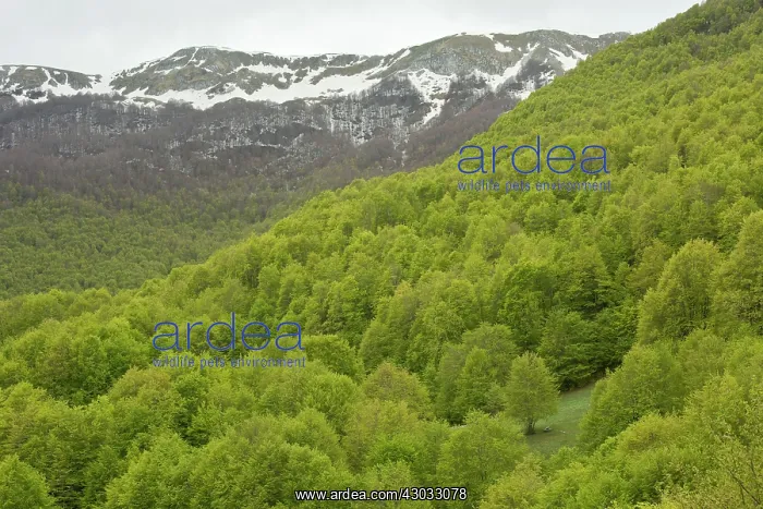 : Mixed Montane Woodland mainly Beech Trees on Monti : Mixed Montane Woodland mainly Beech Trees on Monti