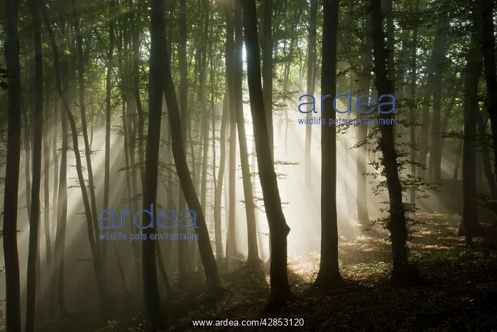  : Mixed old beech and hornbeam forest in early morning mist