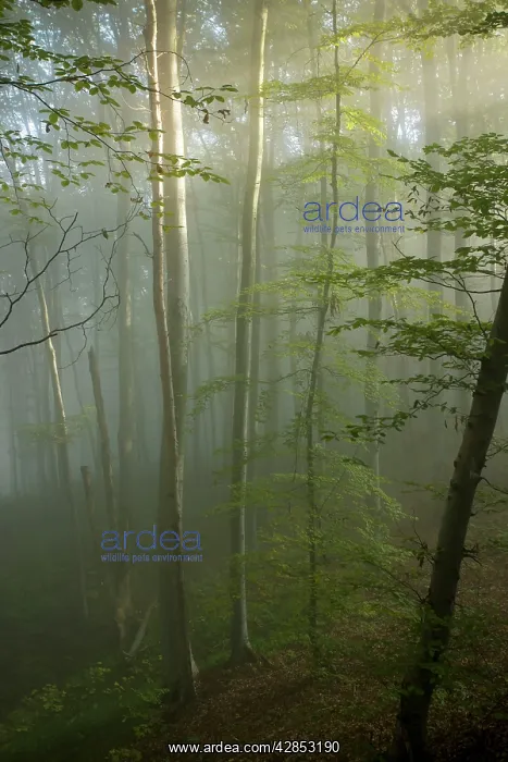 : Mixed old beech and hornbeam forest in early morning mist : Mixed old beech and hornbeam forest in early morning mist