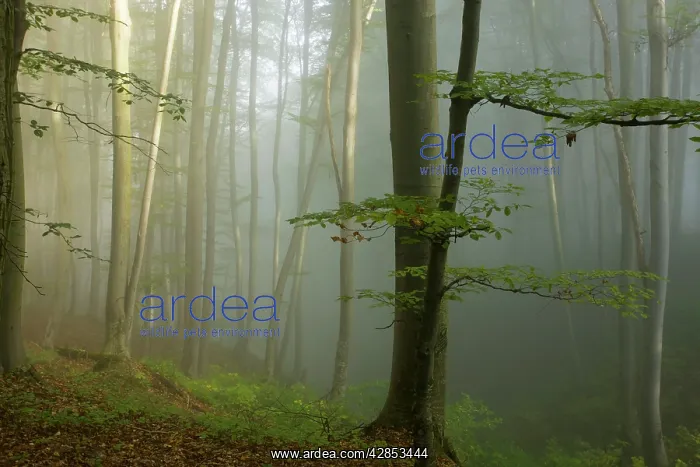 : Mixed old beech and hornbeam forest in early morning mist : Mixed old beech and hornbeam forest in early morning mist