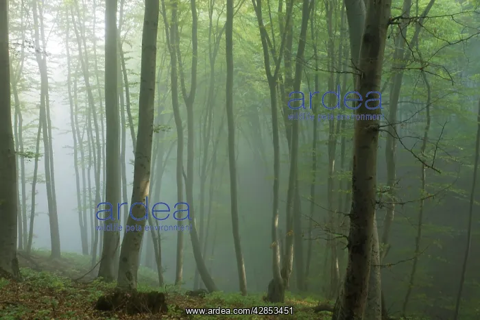 : Mixed old beech and hornbeam forest in early morning mist : Mixed old beech and hornbeam forest in early morning mist