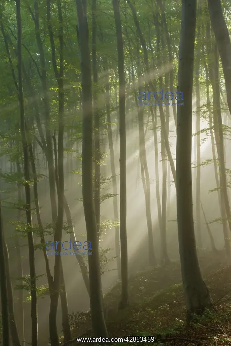 : Mixed old beech and hornbeam forest in early morning mist : Mixed old beech and hornbeam forest in early morning mist