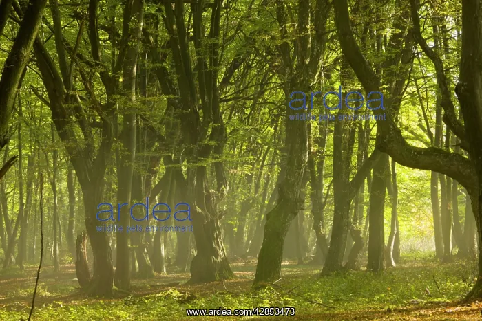 : Mixed old beech and hornbeam forest in early morning mist : Mixed old beech and hornbeam forest in early morning mist