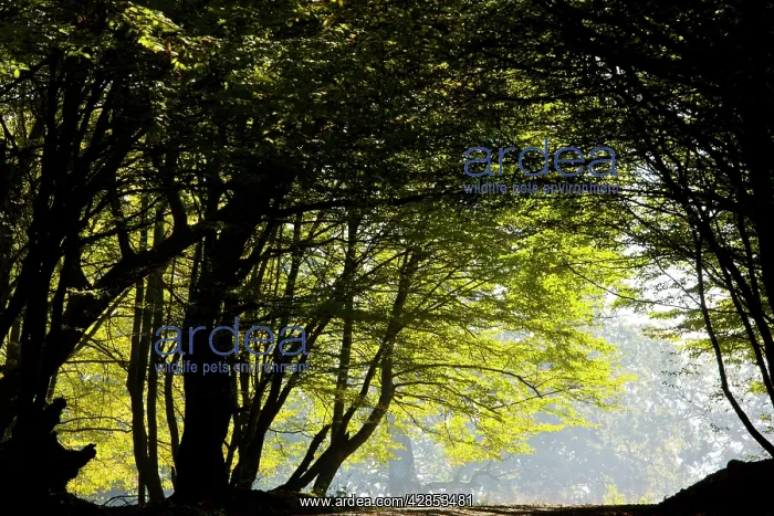 : Mixed old beech and hornbeam forest and wood pasture : Mixed old beech and hornbeam forest and wood pasture