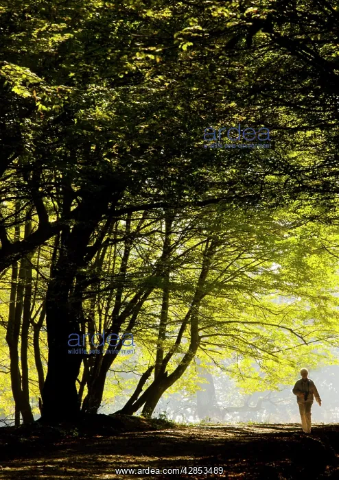 : Mixed old beech and hornbeam forest and wood pasture : Mixed old beech and hornbeam forest and wood pasture