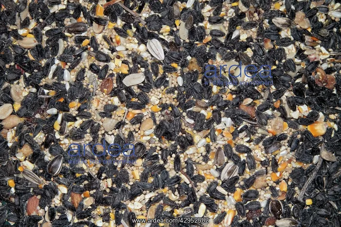 : Mixed seed for bird feeding : Mixed seed for bird feeding