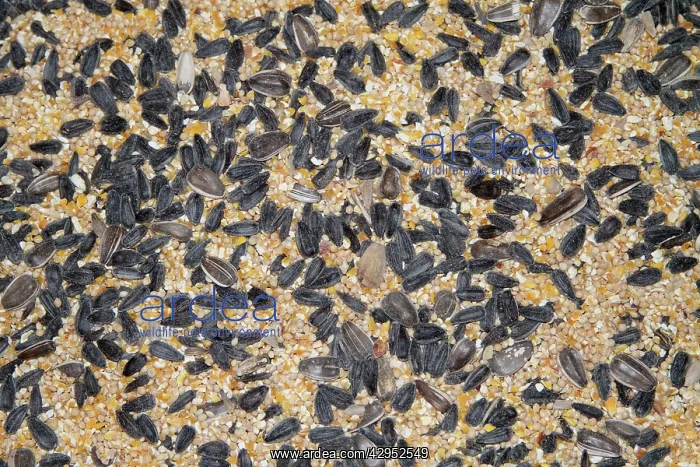 : Mixed seed for bird feeding. This blend is a good : Mixed seed for bird feeding. This blend is a good